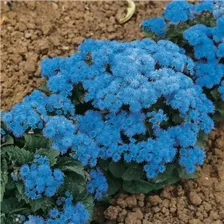 Агератум "Blue Ball" (около 300 семян).