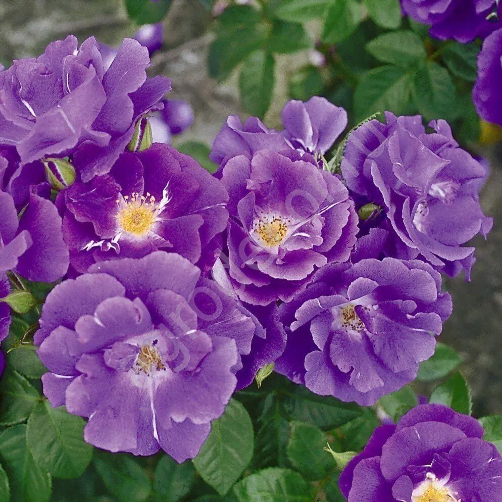 Роза парковая Rhapsody in Blue (Голубая рапсодия)