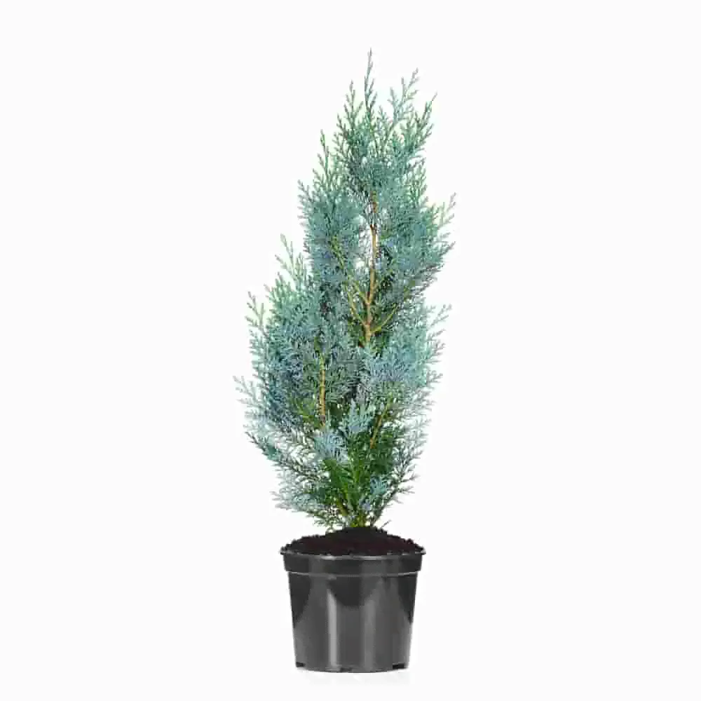 Кипарисовик Лавсона Пелтс Блю Chamaecyparis lawsoniana Pelt's Blue Р9 (Н)