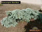 Picea pungens ( ) 'Blue Wave'