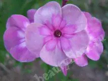 Флокс Magic Blue