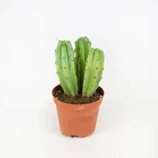 Кактус Блю микс Cactus Blue mix 25/8,5
