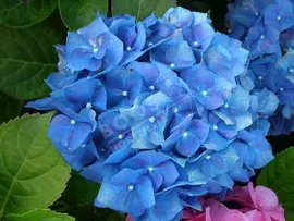 Marina Blue