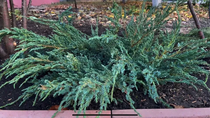Можжевельник БЛЮ КАРПЕТ в оформлении участка 🌿 Оголяю ножки туям