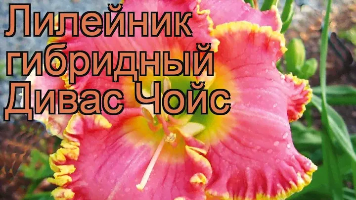 Лилейник гибридный Дивас Чойс (hemerocallis) 🌿 обзор: как сажать, саженцы лилейника Дивас Чойс