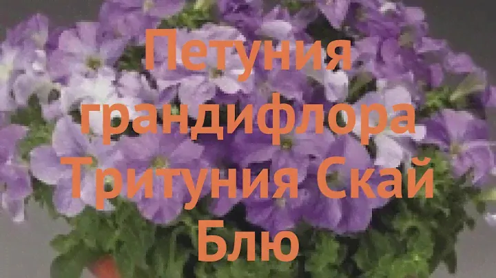 Петуния грандифлора Тритуния Скай Блю 🌿 обзор: как сажать, семена петунии Тритуния Скай Блю