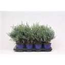 Кипарисовик Лавсона Pelt's Blue(Chamaecyparis lawsoniana Pelt's Blue)
