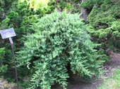 Можжевельник прибрежный Блю Пасифик Juniperus Blue Pacific P9