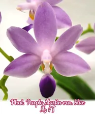 Phal. Purple Martin var. blue (BT)