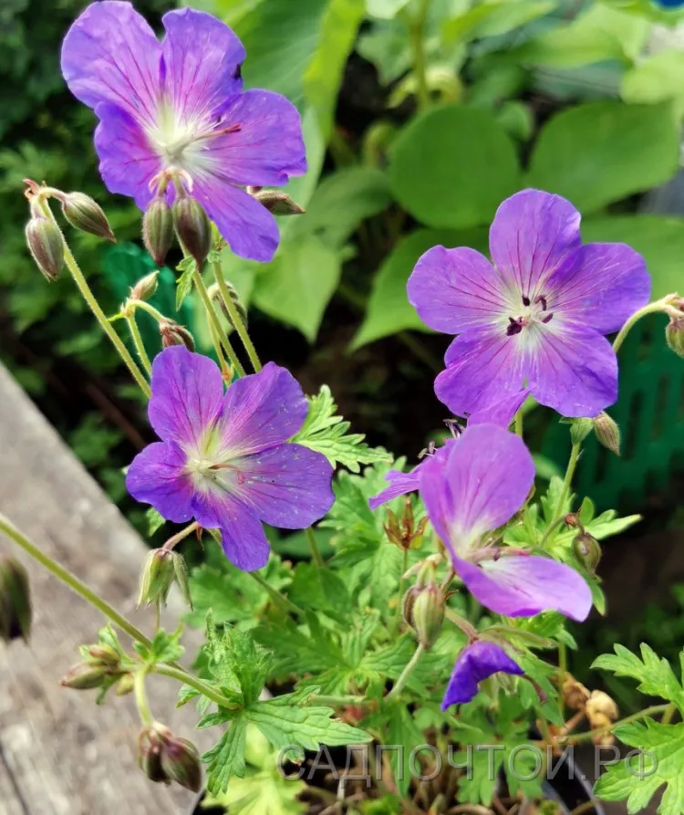 Герань гималайская "Бэби Блю", Geranium himalayense "Baby Blue"-0