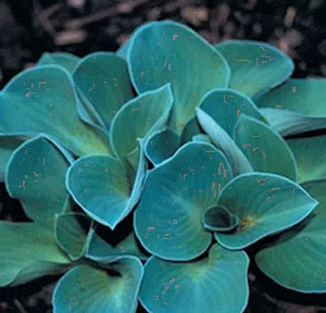 Хоста Hósta Blue Mouse Ears