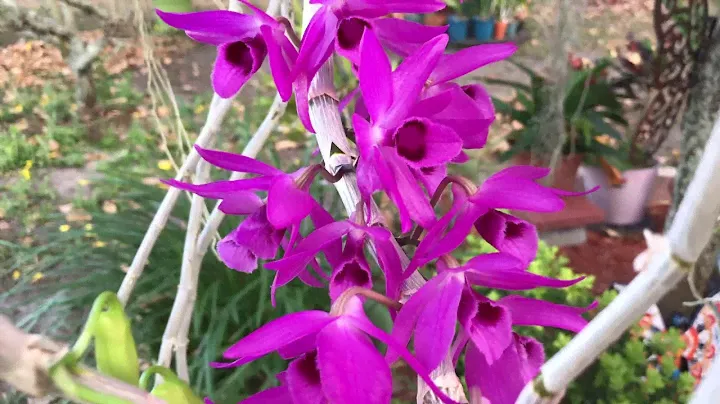 Разные сорта орхидеи Dendrobium Anosmum.