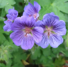 Герань Geranium Blue Blood