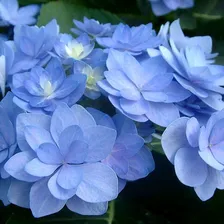 Гортензия крупнолистная Florentina Blue