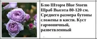 Блю Шторм Blue Storm Шраб