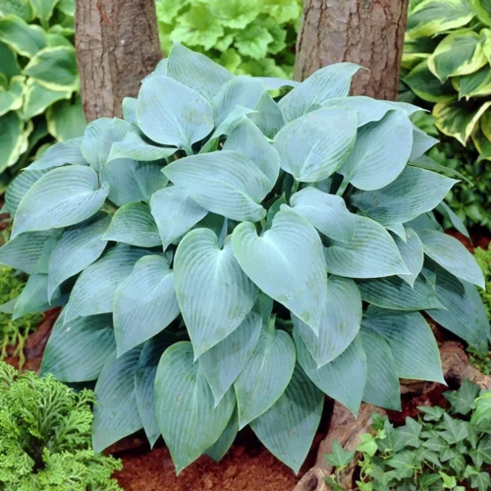 Саженцы Хоста Canadian Blue (Канадиан Блю) М-1