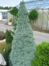 Ель канадская Picea glauca 'Sander 's Blue' : C7,5, h=50-60>