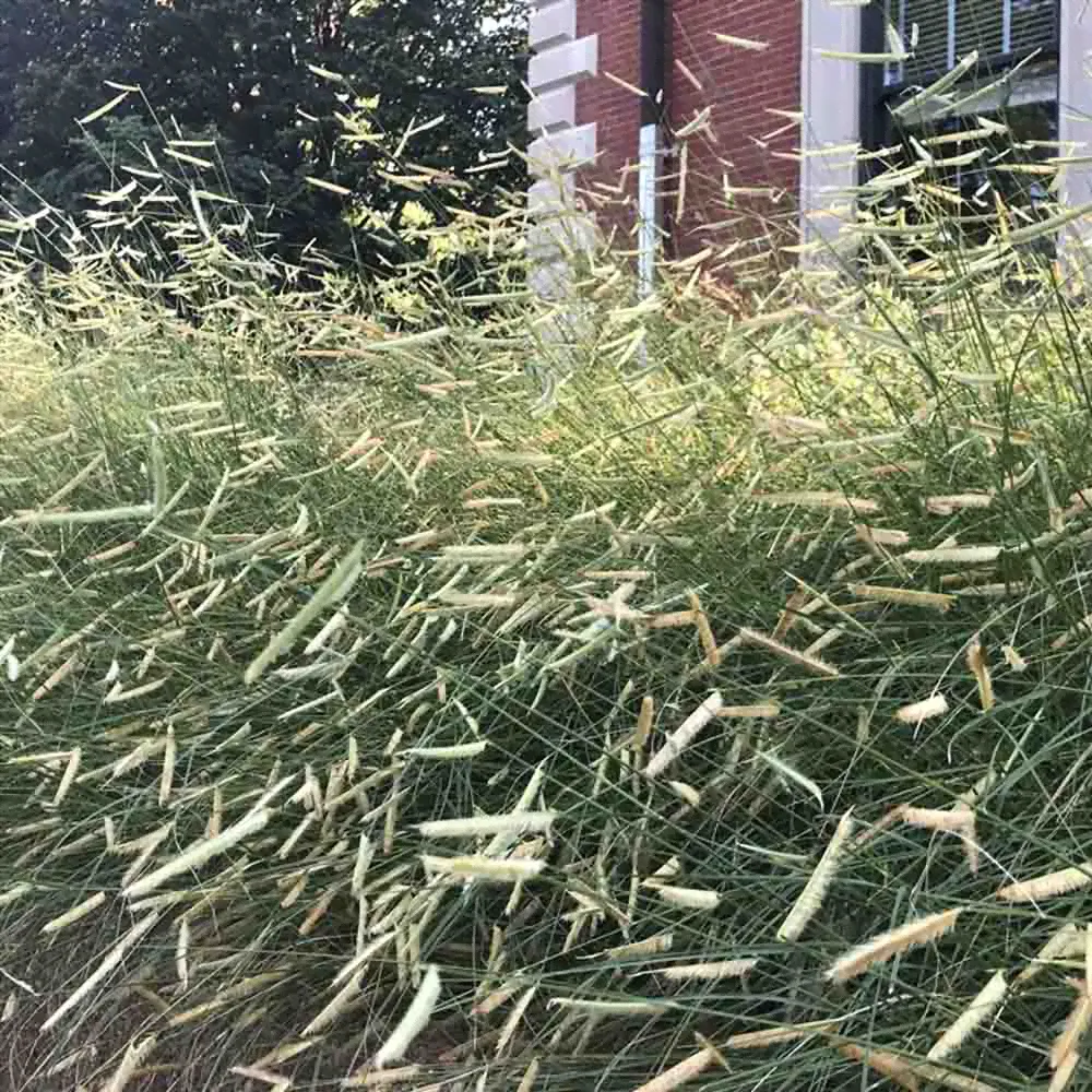 Bouteloua - Blonde Ambition Blue Gramma Grass-0