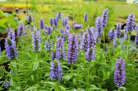 Котовник жилковатый Blue Moon / Nepeta nervosa Blue Moon