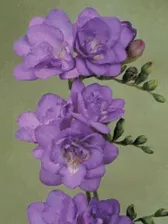Фрезия махровая Блю (Freesia Double Blue)