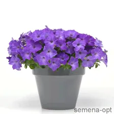 Петуния ампельная (Petunia trayling F1) Easy Wave Lavender Sky Blue, 50 драже