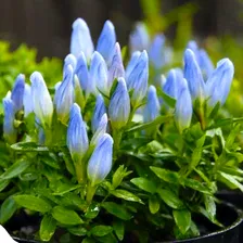 Горечавка бесстебельная Gentiana acaulis Shine Blue