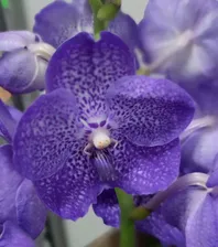Орхидея Vanda Magic Blue