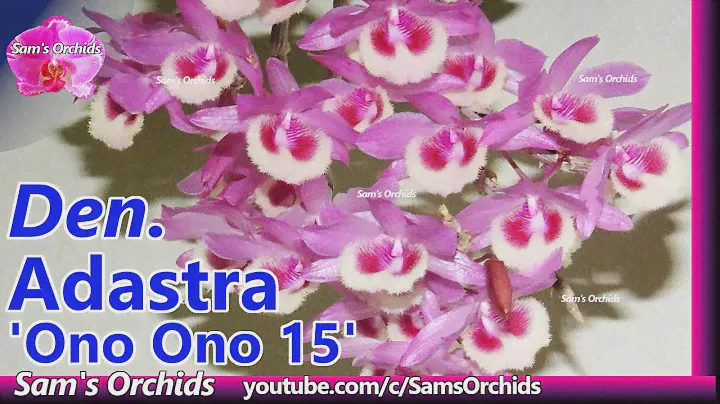 Dendrobium Adastra 'Ono Ono 15' orchid reblooming 2021