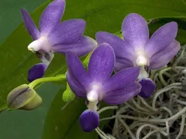 Phal. Purple Martin var. blue '3117' 2.5''