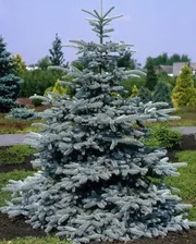 Ель колючая "Supper Blue Seedling"