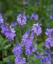 Вероника австрийская (Veronica austriaca) Royal Blue