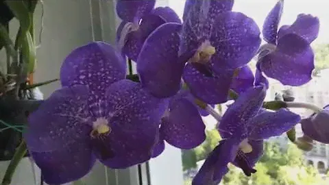 Ванда Pakchong blue blooming/цветение, august 2018