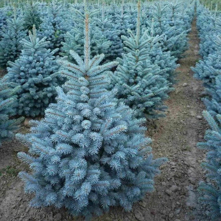 Ель колючая Супер Блю Сидлинг (Picea pungens Super Blue Seedling) C 7,5