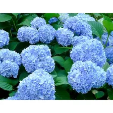 Гортензия крупнолистная Nikko Blue (Никко Блу)