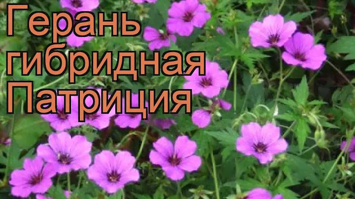 Герань гибридная Патриция 🌿 обзор: как сажать, рассада, саженцы герани Патриция