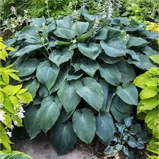 Хоста Blue Angel (Блу Ангел) XL