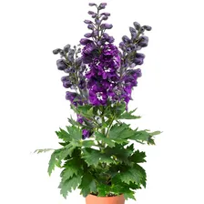 Дельфиниум Delphina Dark Blue White Bee