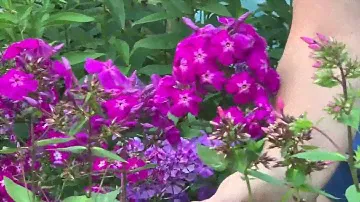 Веншенденшон, Блю Парадайз, Стар енд Страйпс
