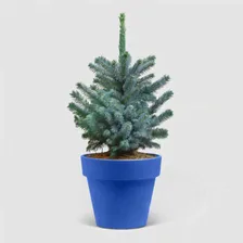 Ель Picea Pung Super Blue 26/45 см