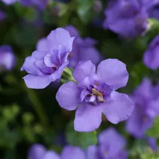 Бакопа Double Indigo Blue