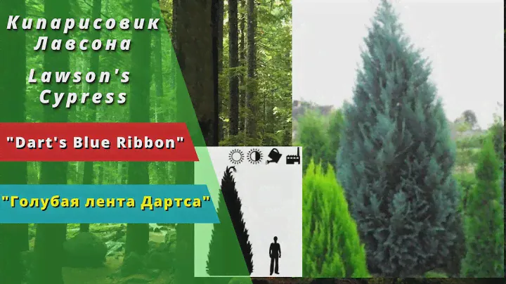 'Dart's Blue Ribbon' - "Голубая Лента Дартса". Кипарисовик Лавсона. Lawson's Cypress.
