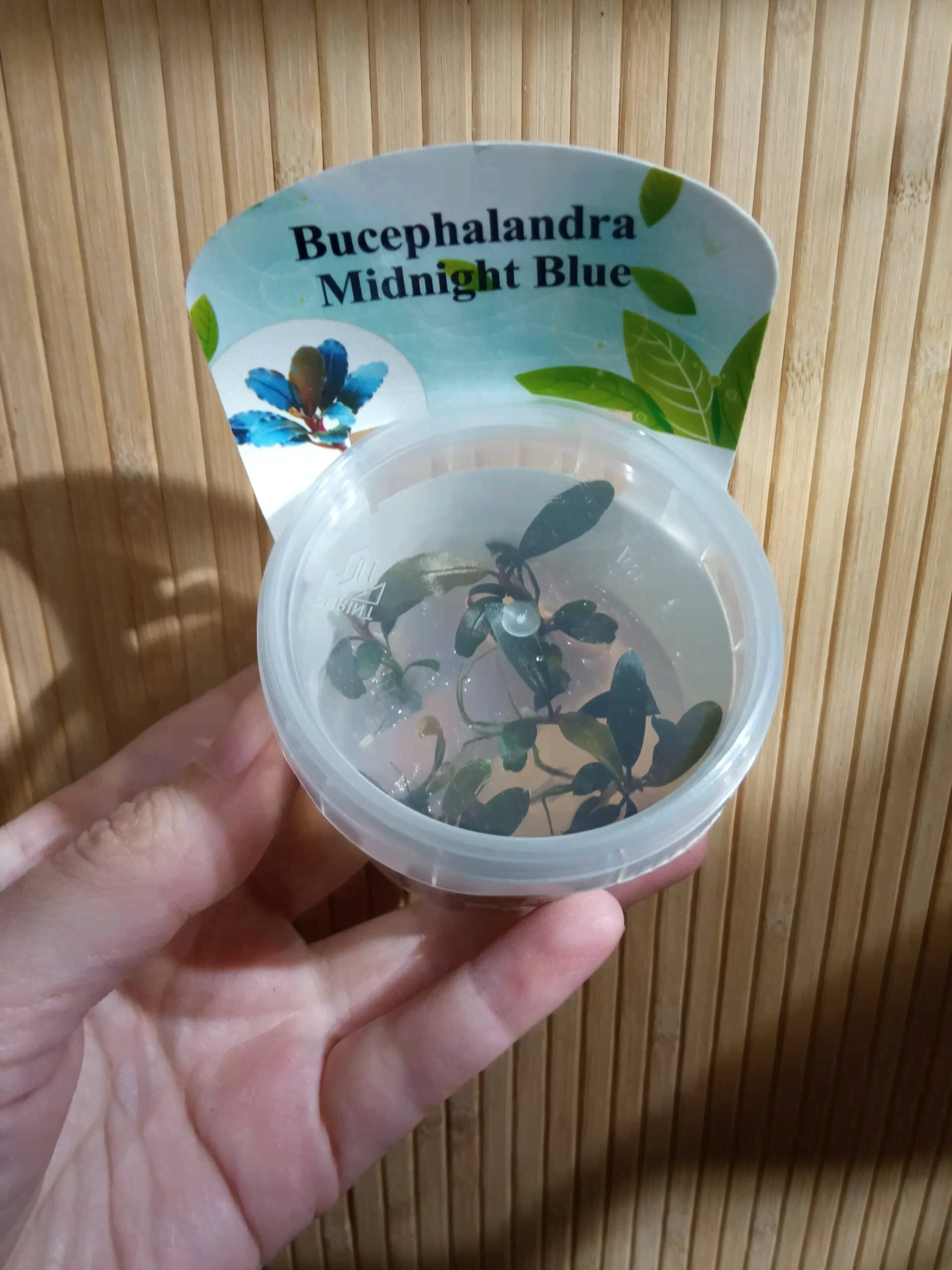 Bucephalandra sp. 'Midnight blue'