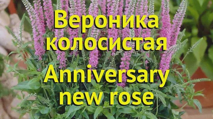 Вероника колосистая Анниверсари нью роуз. Краткий обзор veronica spicata Anniversary new rose