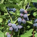 Жимолость Голубое Сокровище (Blue Treasure)