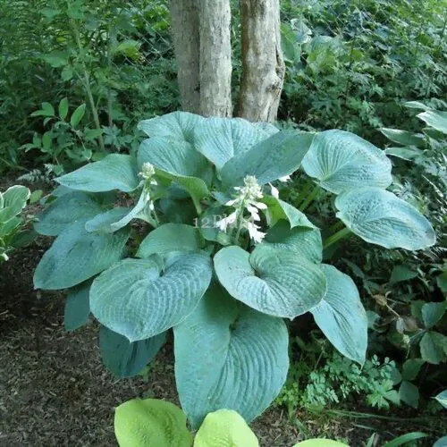 Хоста гибридная Блю Амбреллас/Hosta hybrid Blue Umbrellas Р1,5-0