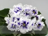 Dn-Royal Blue (Dn-252)