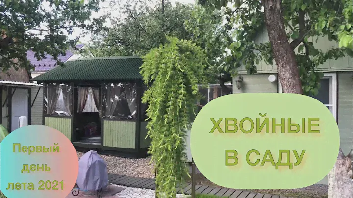 ХВОЙНЫЕ В САДУ. ПИХТА, ЕЛИ, ГОРНАЯ СОСНА, МОЖЖЕВЕЛЬНИКИ, ЛИСТВЕННИЦЫ НА ШТАМБЕ. 1 ИЮНЯ 2021.