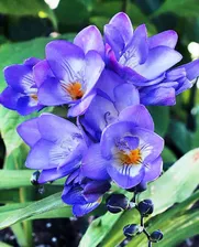 Фрезия Дабл Блю (Double Blue) 5 шт в упаковке