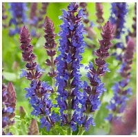 Salvia nemorosa Blue Bouquetta Шалфей Блу Букета
