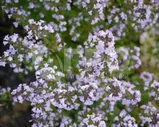 Душевник котовниковый 'Blue Cloud'